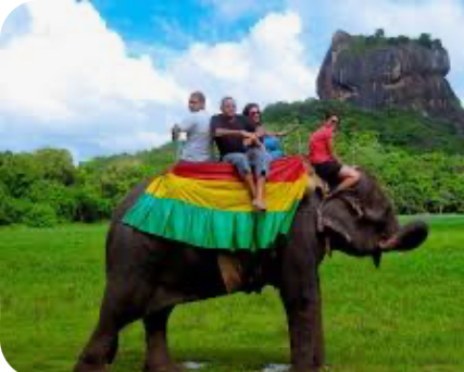 elephant safari in sri lanka - Google Search